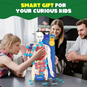 Smartivity Interactive Human Body Model