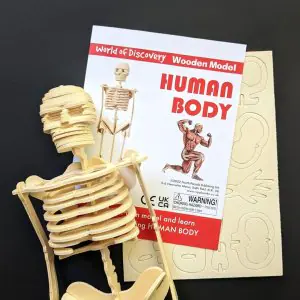 North Parade World of Discovery Human Body